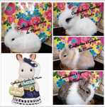 KIT Coelhos Anões Bebés, Mini Toy, Holandêz, Tedy, Ãngora lindos