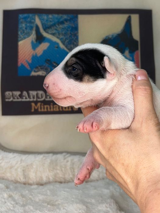 Bullterrier miniaturowy, bulterier miniaturowy