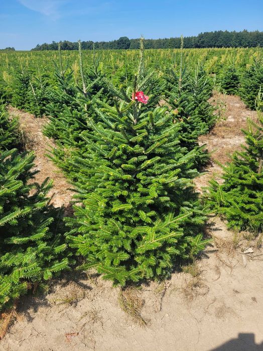 Jodła Frasera w donicy / doniczka 125 - 175 cm- Plantacja TuChoinki.pl