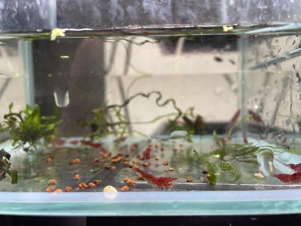 Neocaridinas Red Cherry