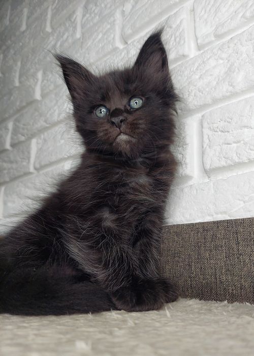 Котята Мейн кун из питомника