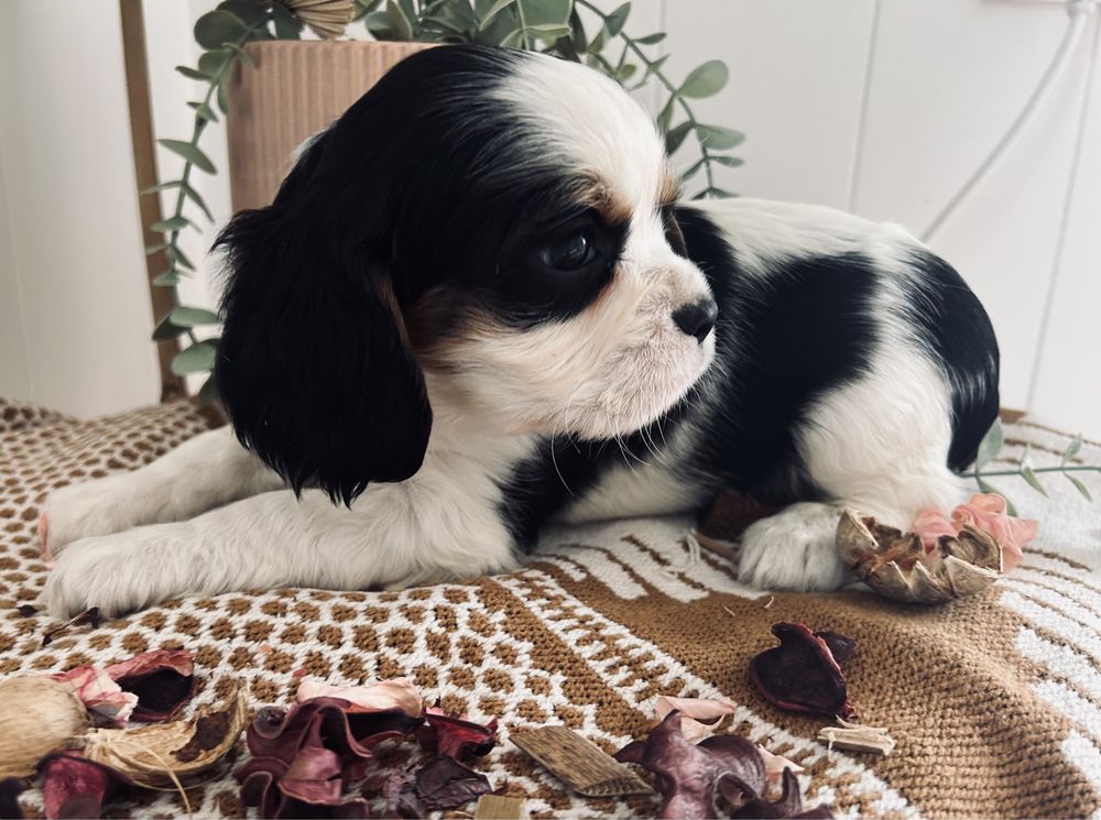 Cavalier King Charles - sliczny  piesek !