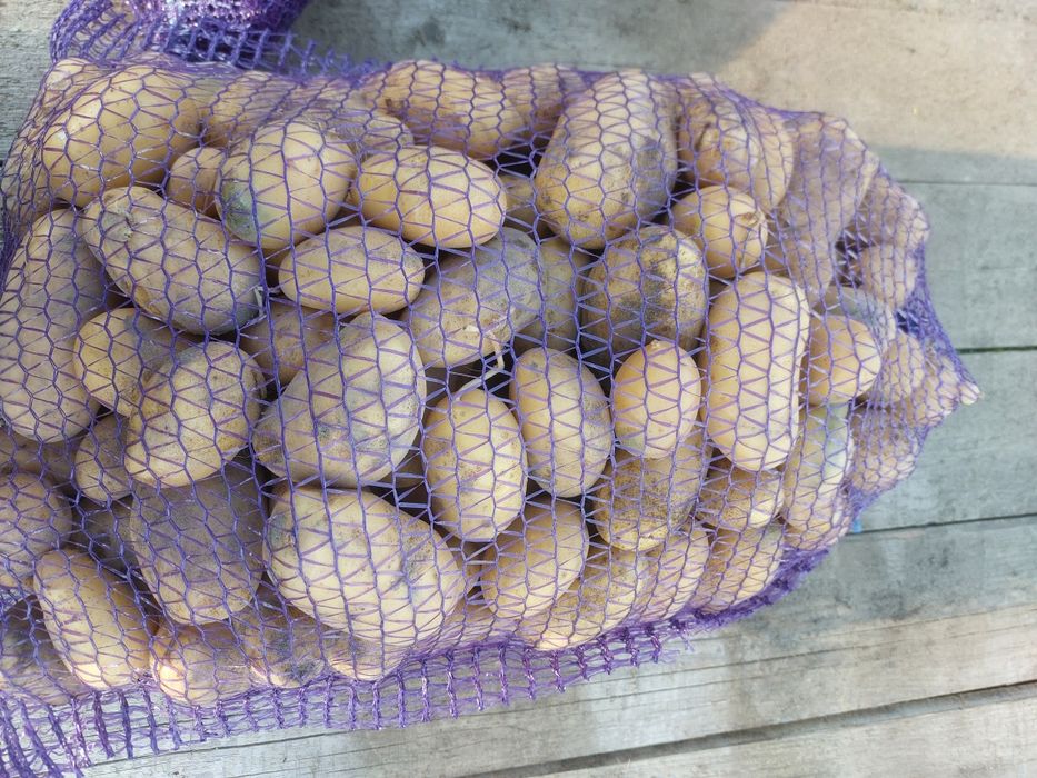 Ziemniaki queen Anna