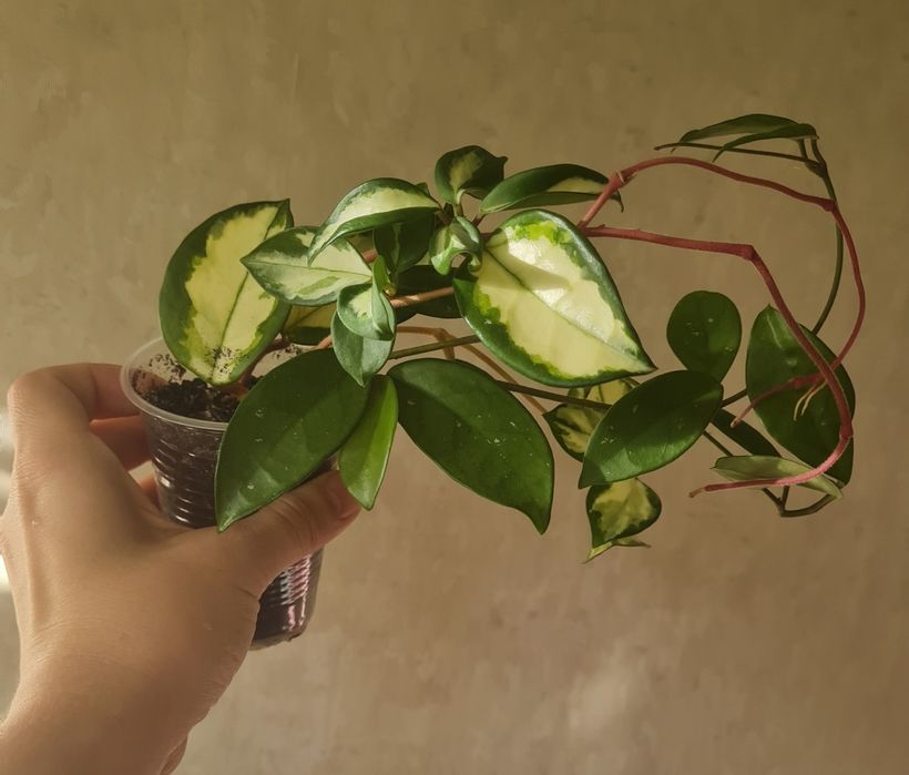 Філодендрон лемон лайм, хойя публікаліс, хойя триколор, хойя керрі спл