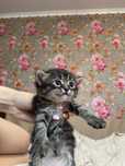 Отдаем котят в хорошие руки