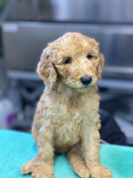 Linda bebê de Poodle Standard, pronta entrega, procura novo dono!!!