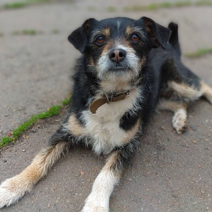 Пропала собака. Загубилась собака. КРЕС