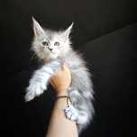 Koteczka Maine coon rodowód fpl do hodowli . Hodowlana