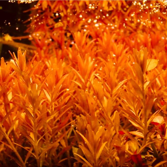 Продам  аквариумные растения.