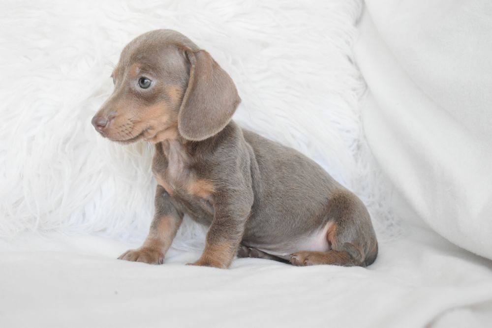 Teckel miniatura Lilac Tan femea