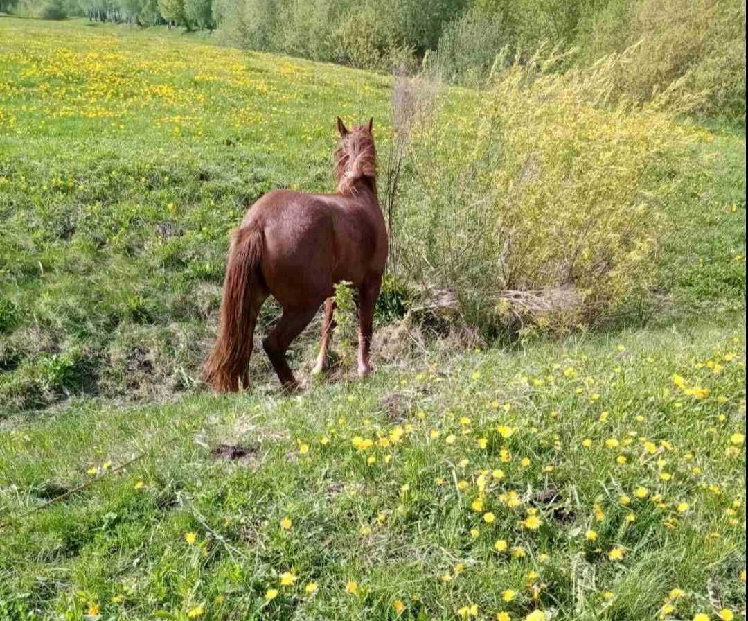 Продам кобилу з великих коней