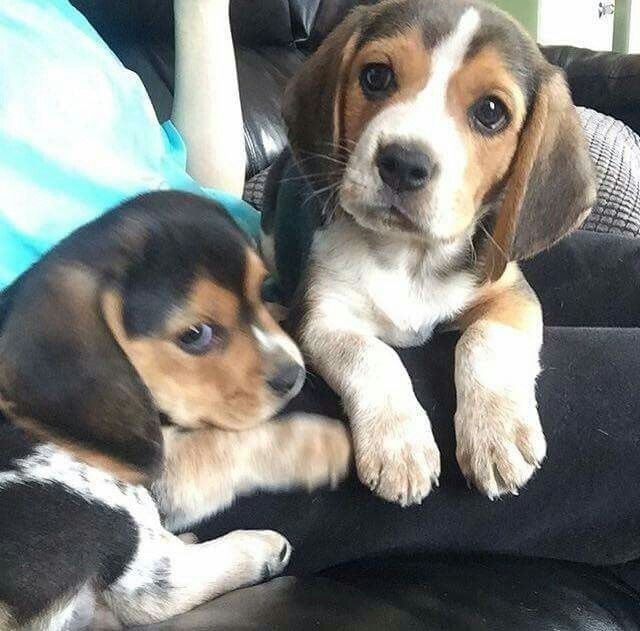 Цуценята породи бігль