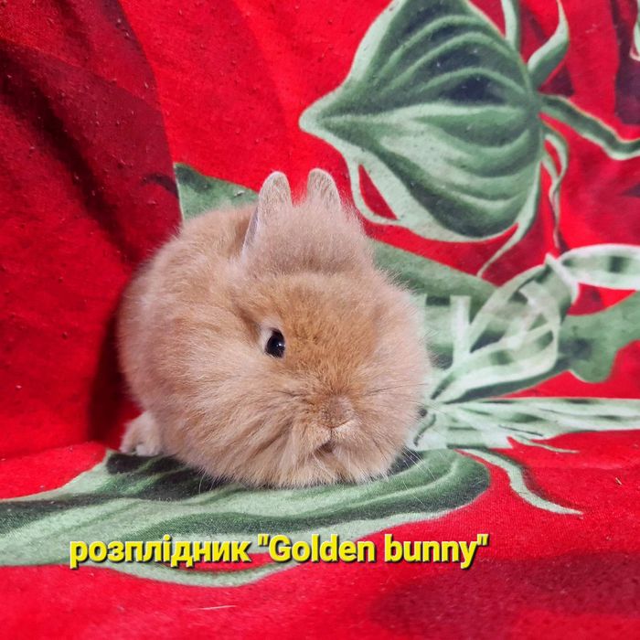 Неймовірно красивий малюк в яскравій шубці,карликовий кролик,карликові