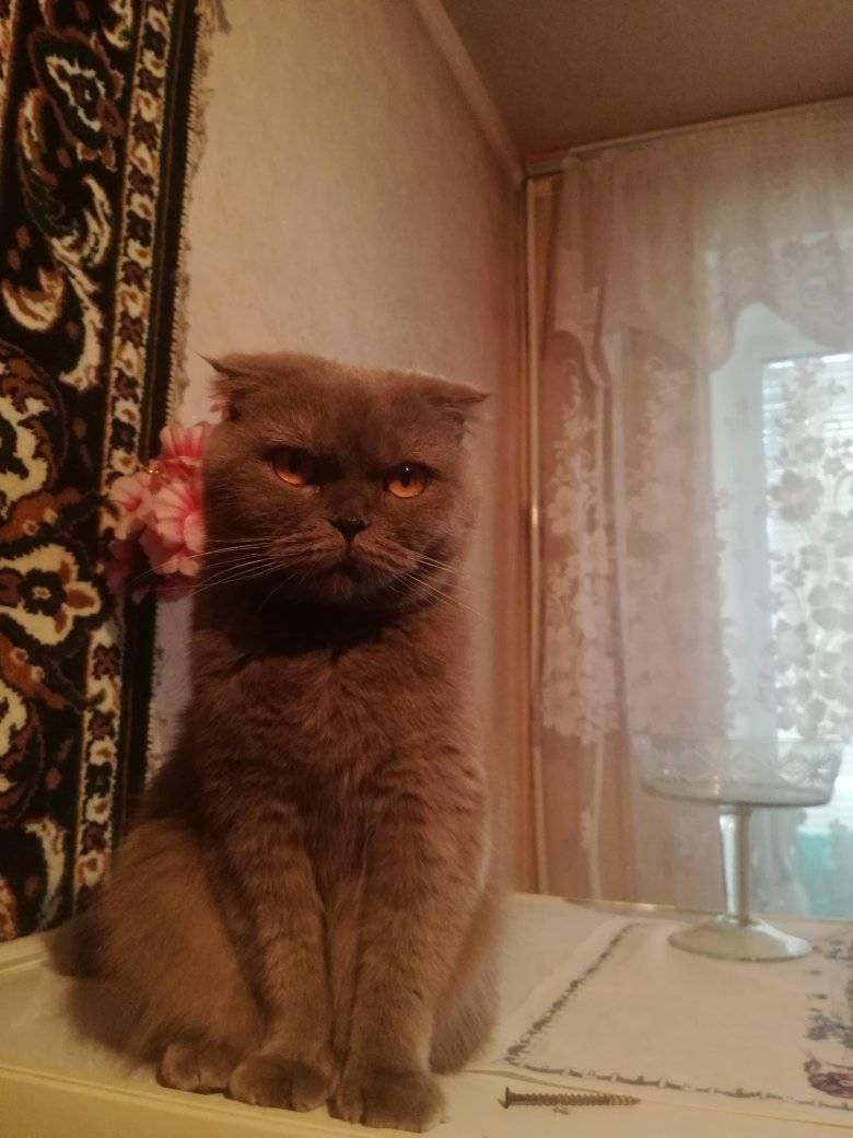 Шотландская Віславухая