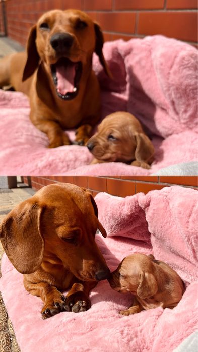 Piękny „RADZIO”  Jamnik piesek miniaturka rudy