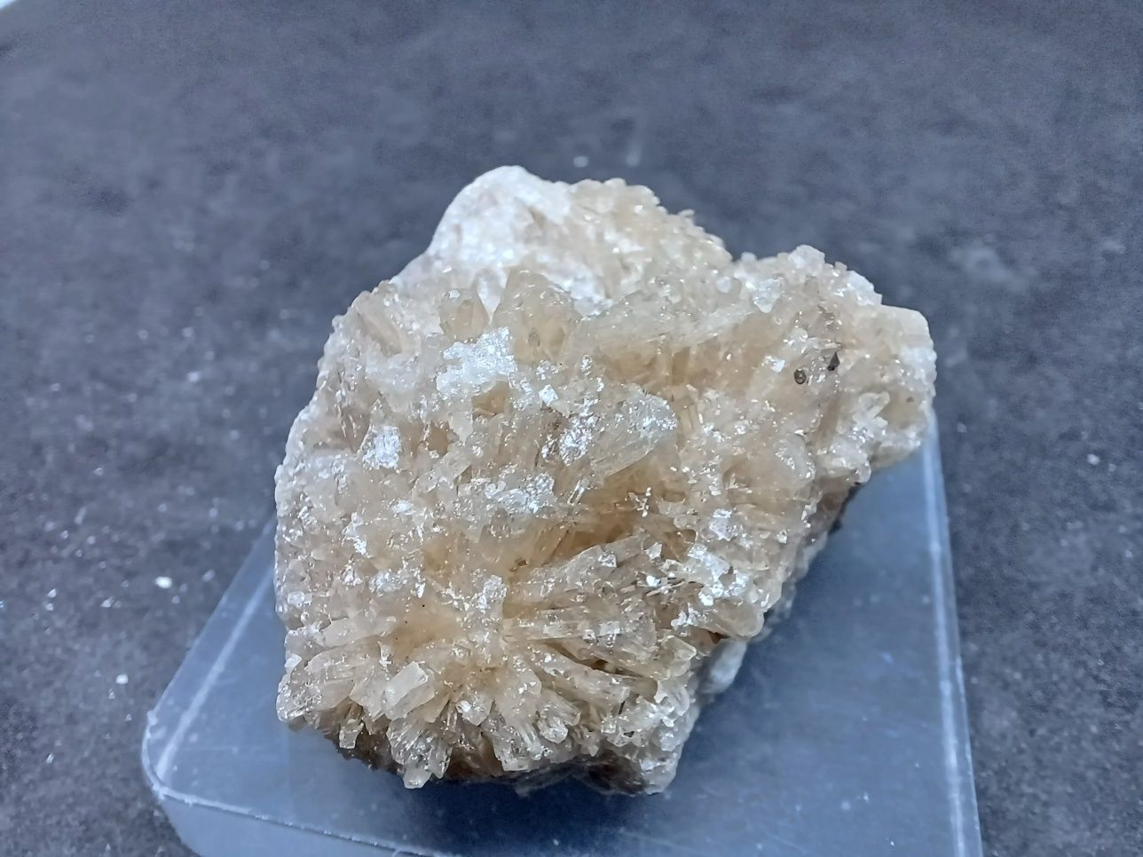 Celestyn z Machowa