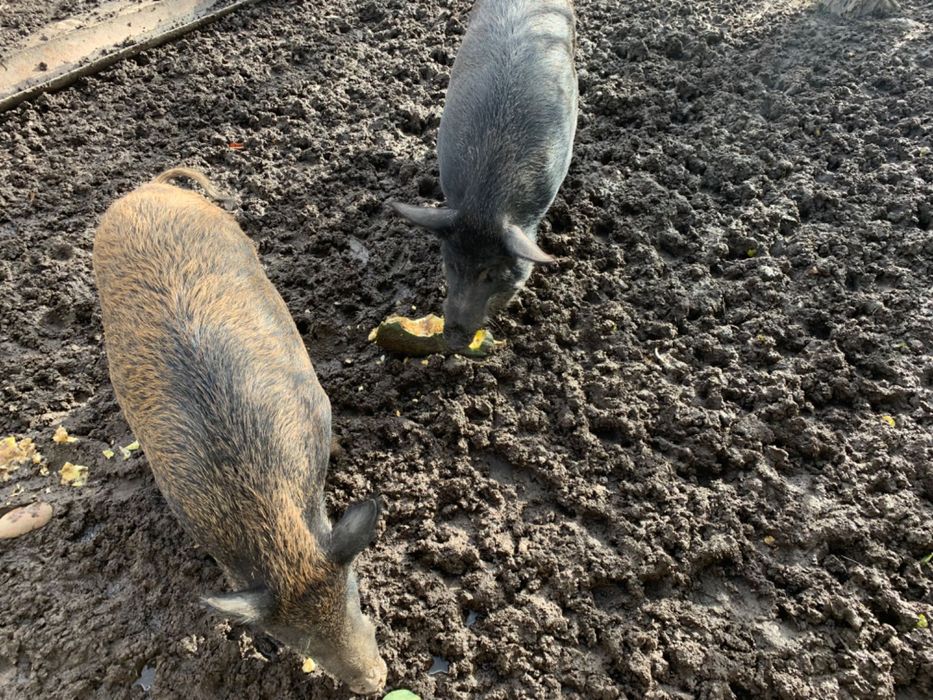 Продам домашню свинину  вага до сорока кілограм