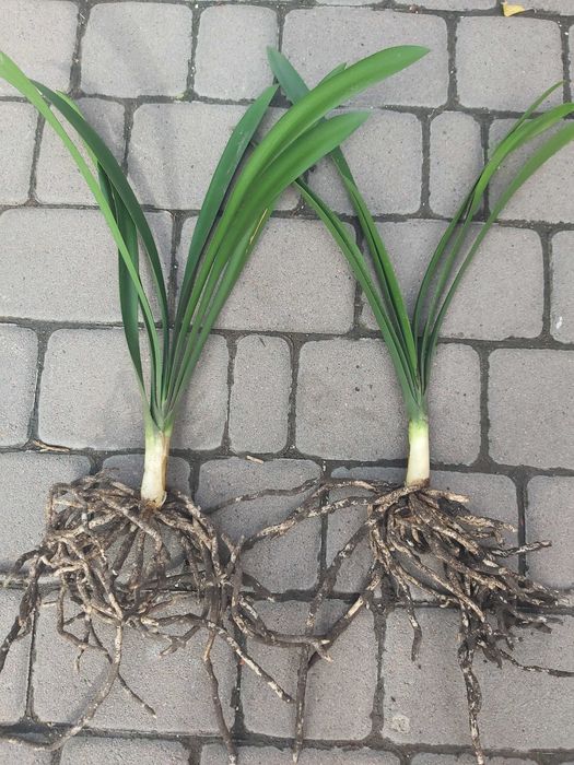 Квіти КАКТУС,(КЛІВІЯ,ГІППЕАСТРУМ- великі цибулини)