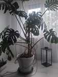 Kwiat Monstera Deliciosa