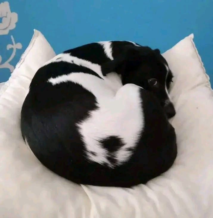 Para adopcao responsavel