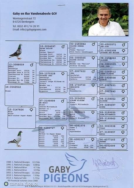 Org. Vadanabele syn Benji . Gołębie pocztowe