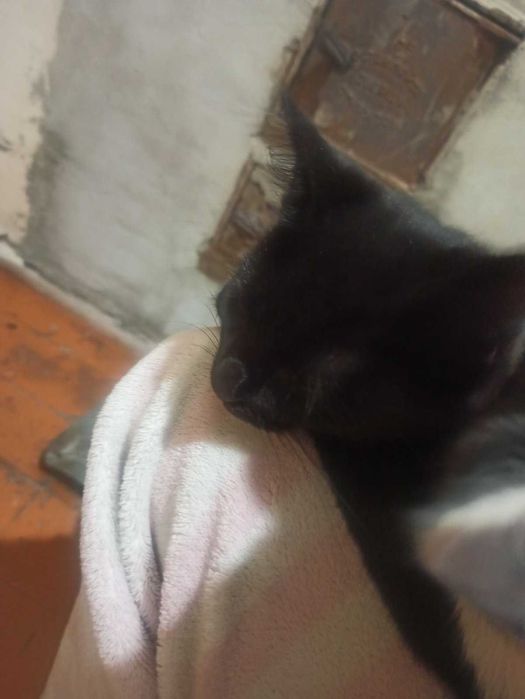 Маленькі хвостики шукають родину