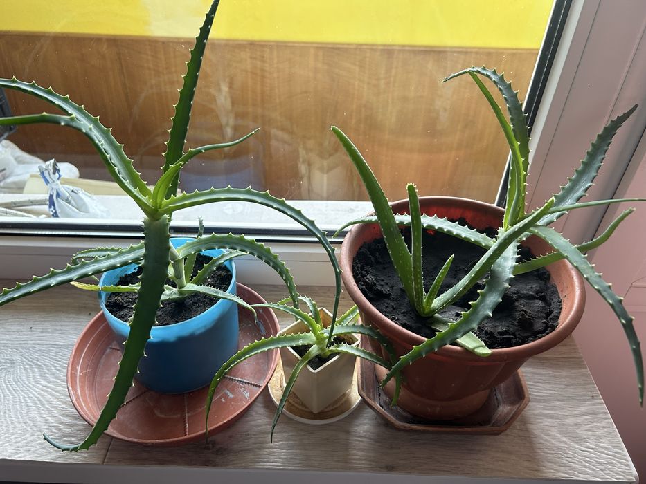 Алое древовидное вера агава