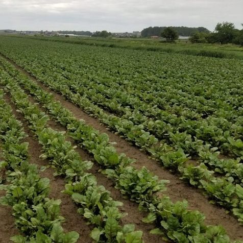 na taśmie Burak ćwikłowy CZERWONA KULA 2 - 6 m taśmy (Beta vulgaris L)