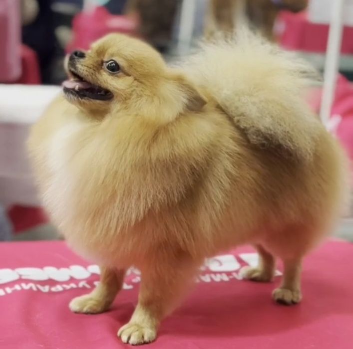 Шпиц мини померанец приглашает дам на вязку