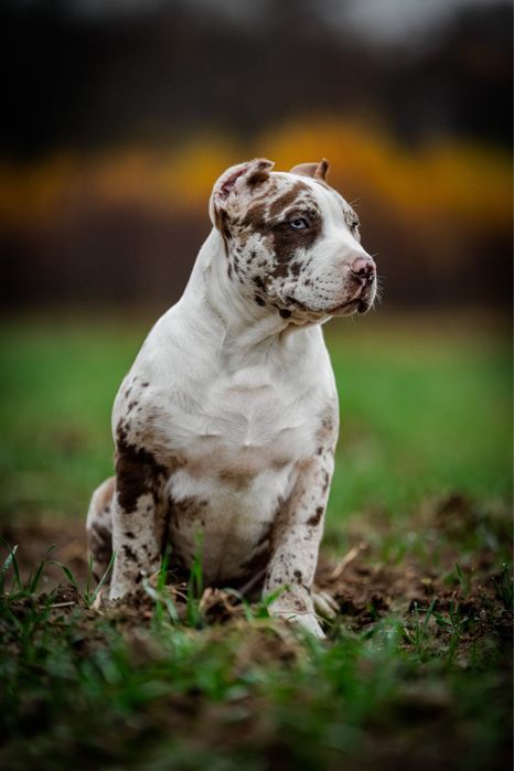 Dostępny wyjątkowy szczeniak Brio American Bully XL