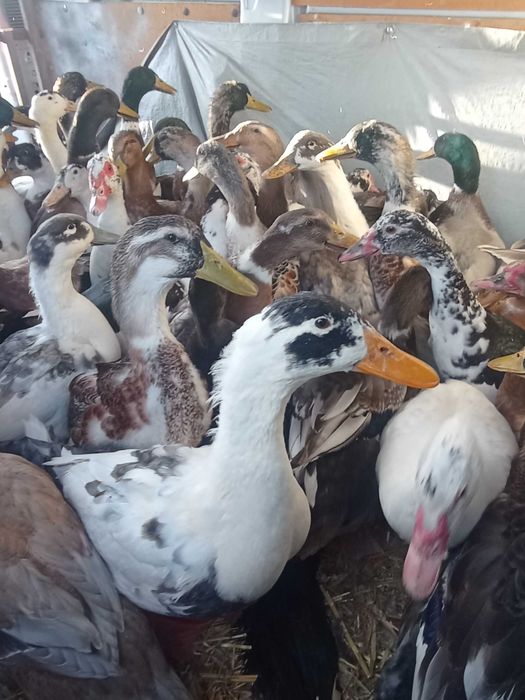 Kaczory i Kaczki Chowane Wolny WYBIEG  Do Uboju czy Chowu TEGOROCZNE