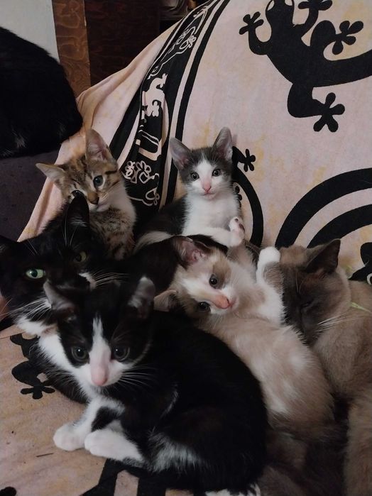 Gatinhos para adoção responsável