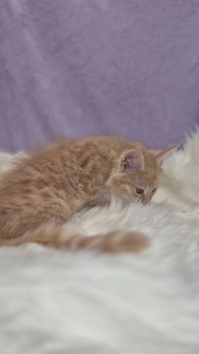 Śliczny kocurek Maine Coon