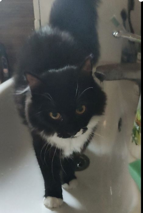 Пропала кішка , Розшук