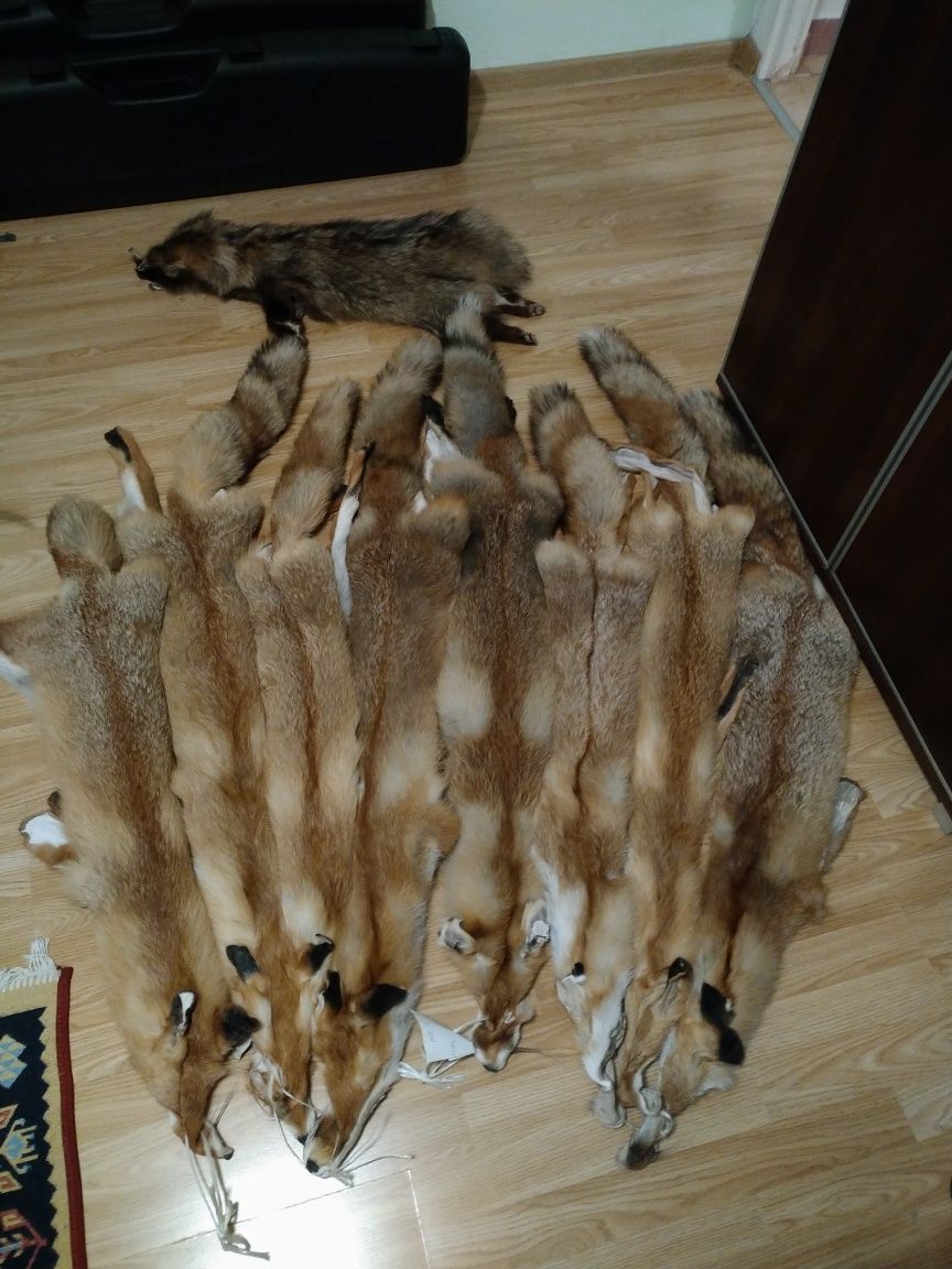 Skóry z lisów Vulpes vulpes 5 sztuk