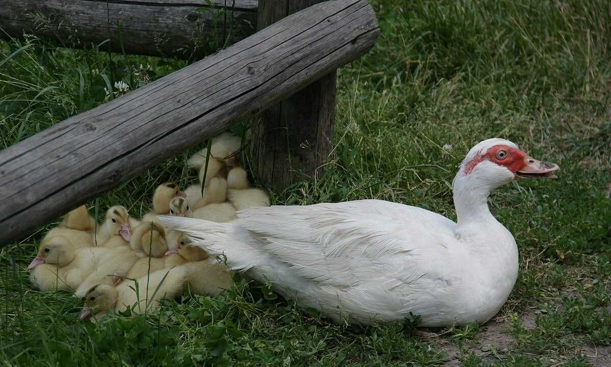 Mlode kaczki mulardy, pekiny, dworki, piżmowa oraz staropolska