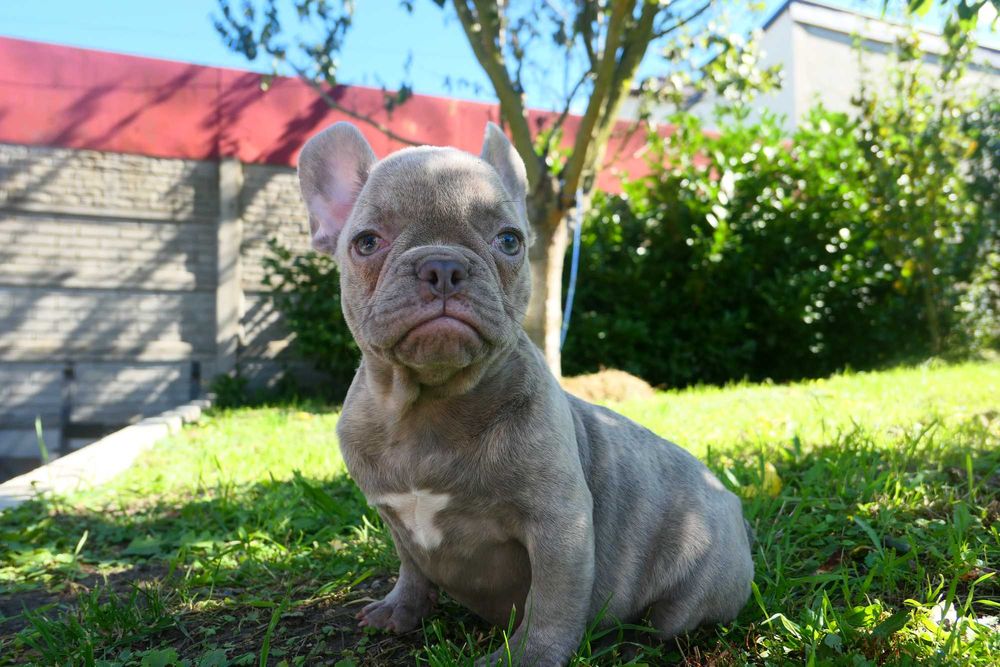 Buldog Francuski Blue Suczka