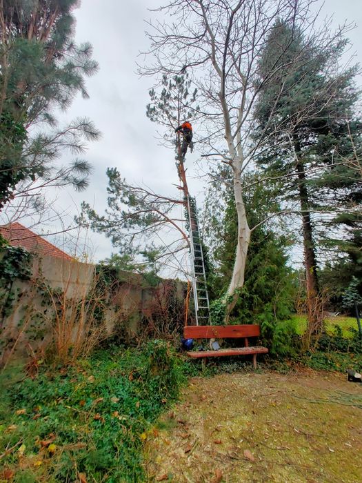 Wycinka drzew i krzewów. Metodą alpinistyczną i tradycyjną