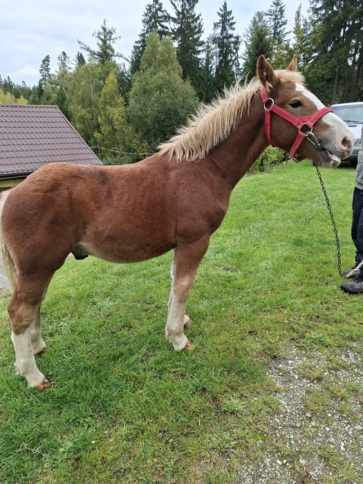 Sprzedam ogierka zimnokrwistego