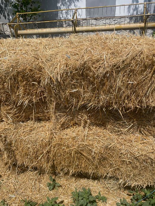 Продам солому в тюках овсяную
