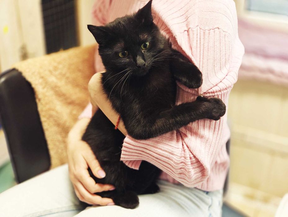 Кася: одна кішечка між домом і вулицею (1 рік, кішка)