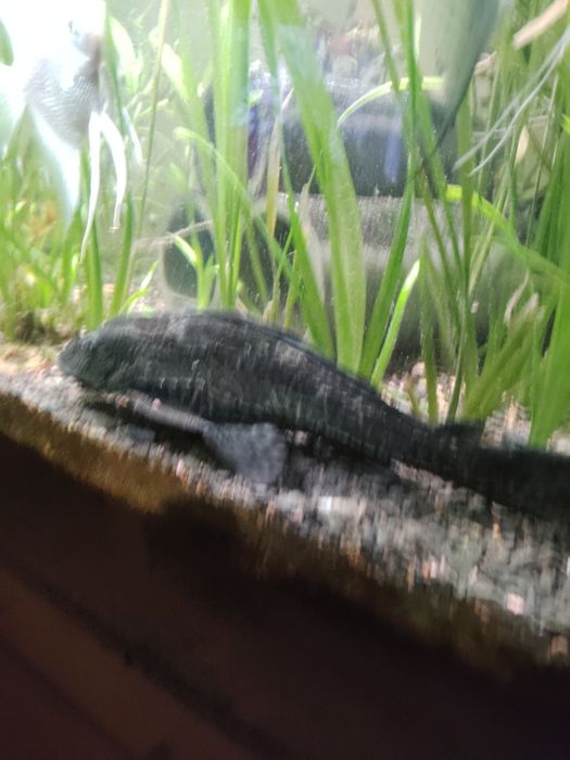 Sprzedam glonojada