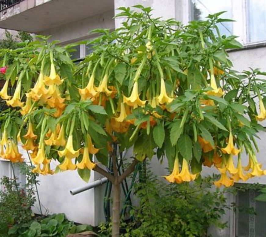 Datura 3 kolory: biała, żółta, łososiowa