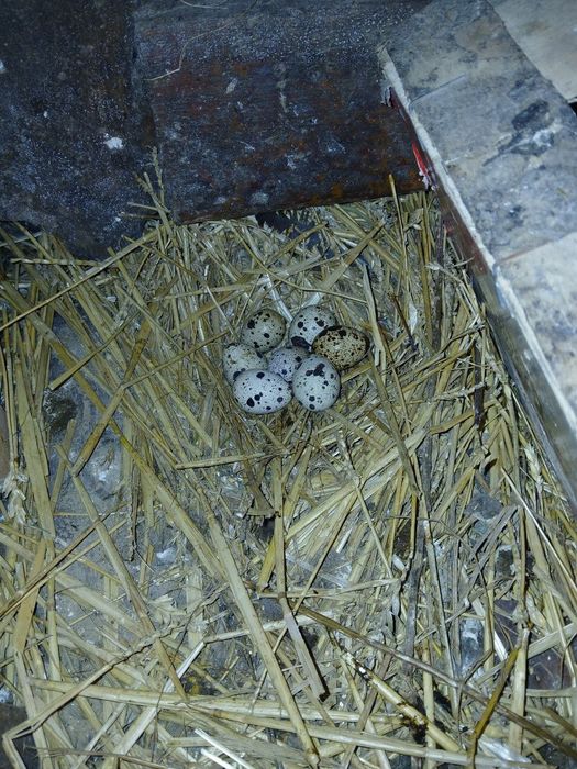 Інкубаційне яйце перепілки породи  Фараон