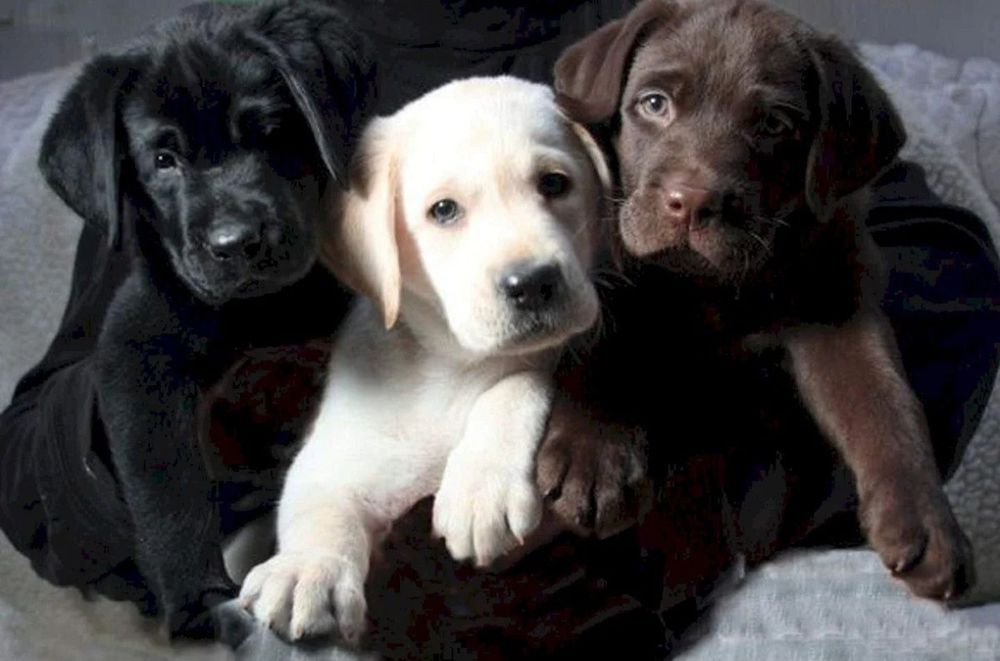 Бронь та продаж Офіційний розплідник Лабрадор Ретрівер цуценята