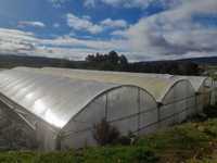 Estufa Agrícola com 10000 m2