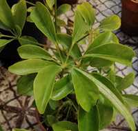 Schefflera planta