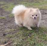 Pomeranian suczka 1.5 roku