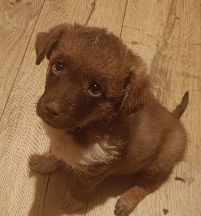 Oddam za darmo suczkę