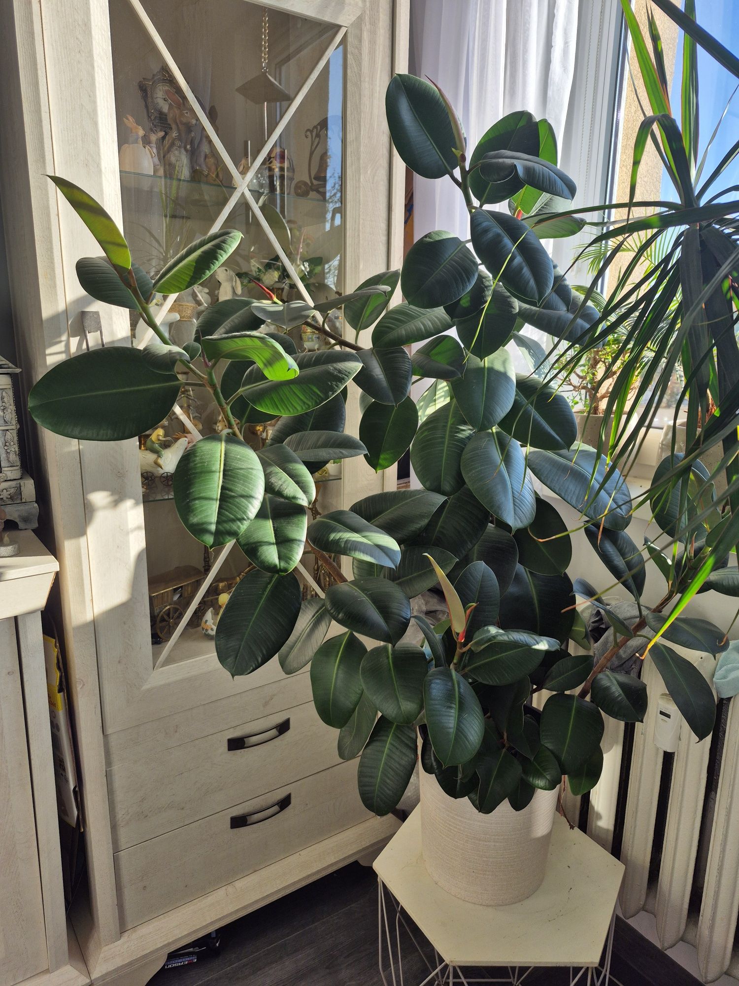Figowiec sprężysty - Ficus elastica Robusta